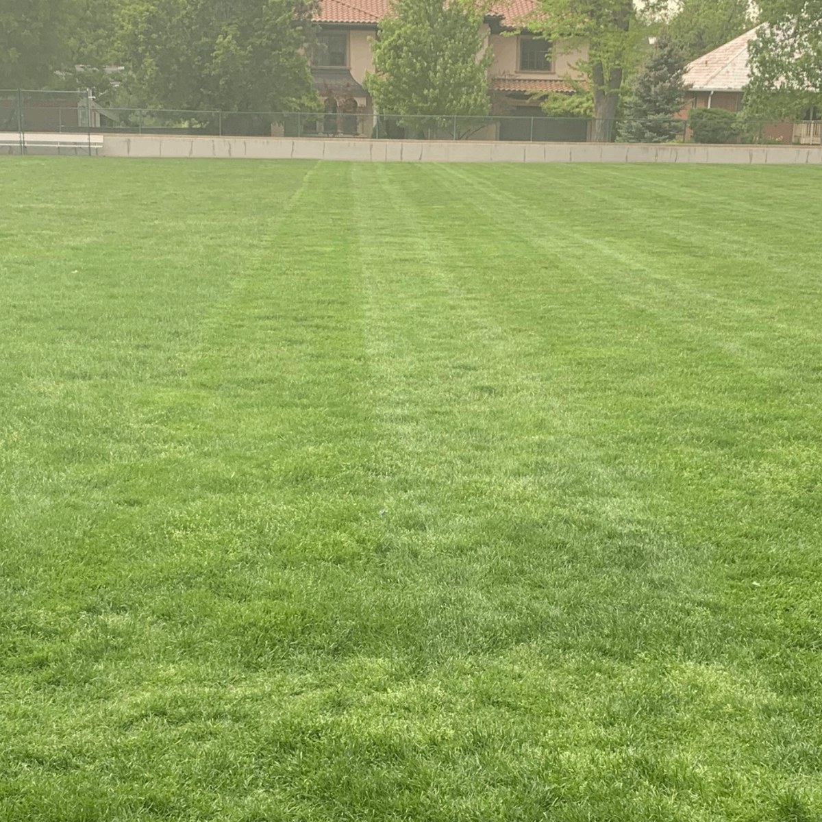 Freshly mowed Denver lawn with crisp mowing stripes